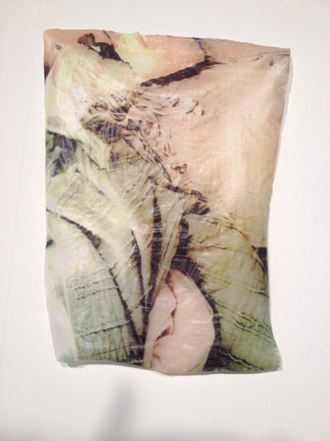 Emily LaCour phototransfers on specimen pins