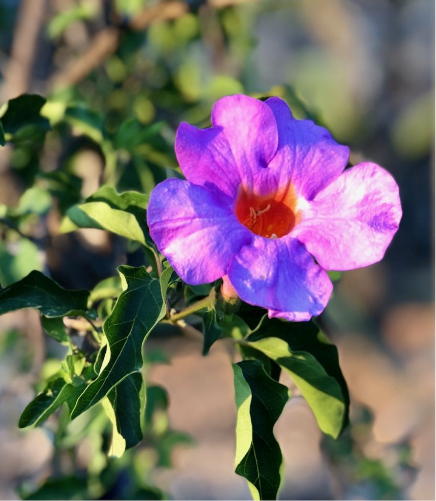 Flowers in Bloom