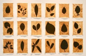 Installation view of Sanskriti Leaves